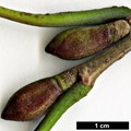 SpeciesSub: subsp. sibirica